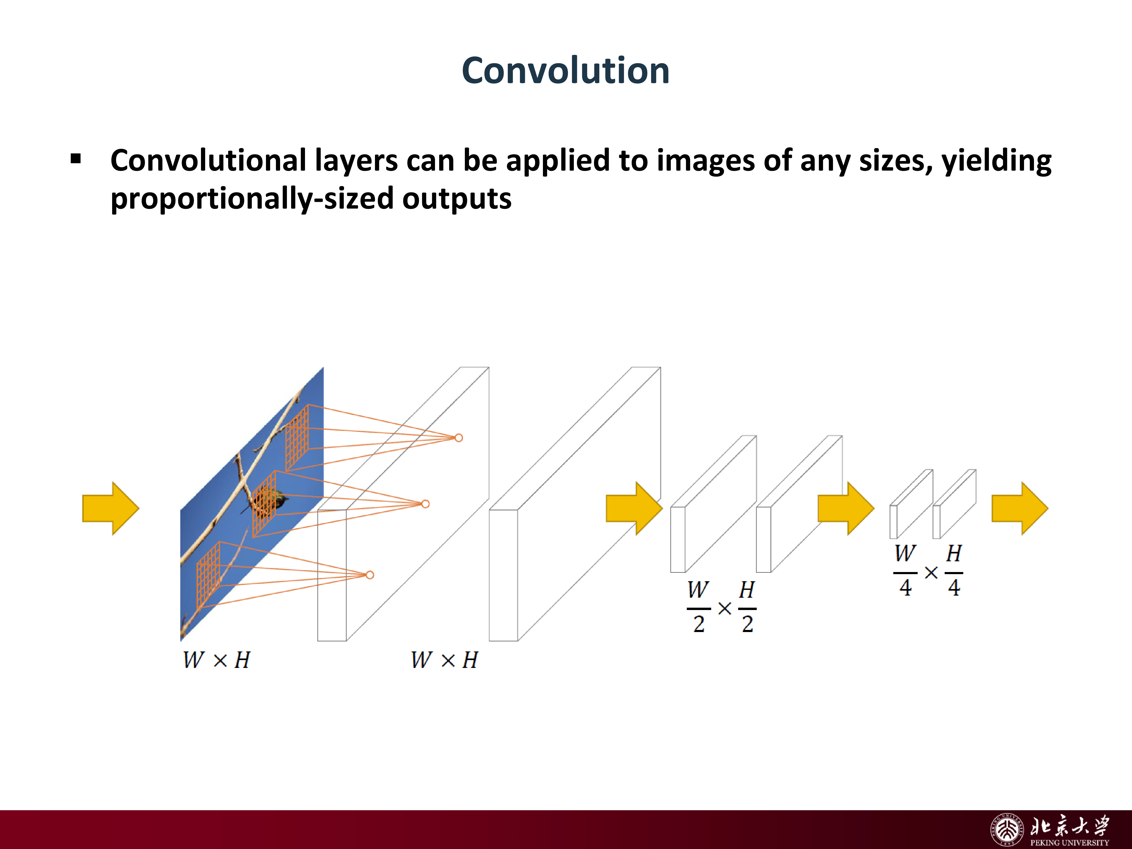 Convolution produces proportional feature maps